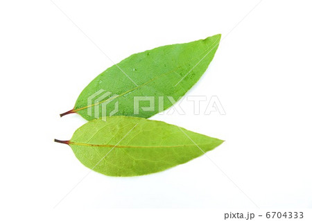 香り高い月桂樹の乾燥前の葉 表裏2葉横位置の写真素材