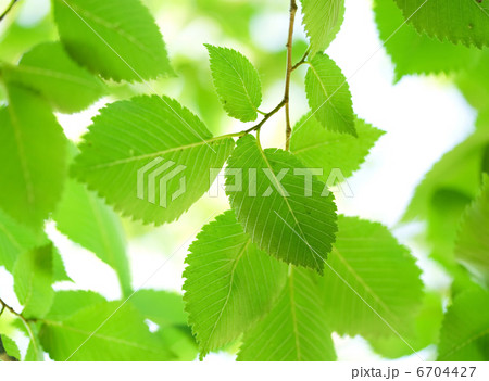 Green leaves Green leaves 6704427