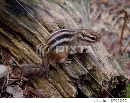 シマリス シマリス 6705247