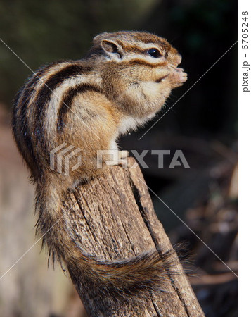 シマリス シマリス 6705248