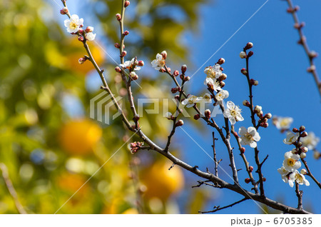 夏みかんと梅の花 6705385