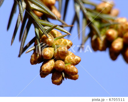 杉の雄花 6705511