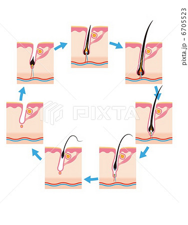 毛の一生毛周期 6705523