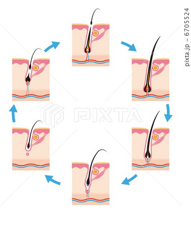 毛の一生毛周期 毛の一生毛周期 6705524