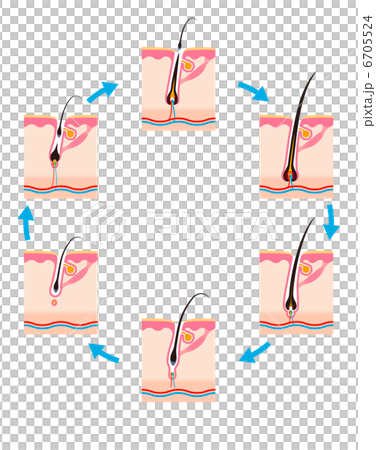 毛の一生毛周期 毛の一生毛周期 6705524