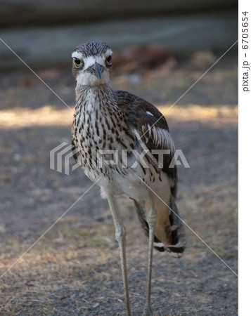 オーストラリアイシチドリ 6705654