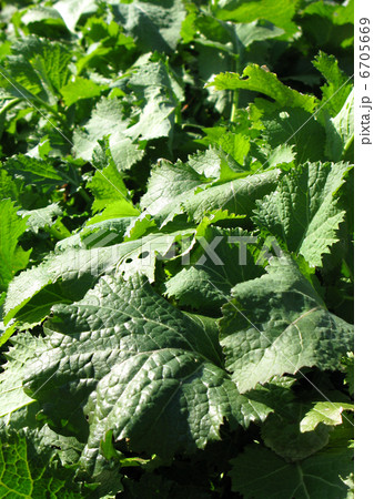 カラシ菜 6705669