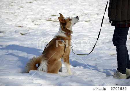 雪の中の犬 6705686