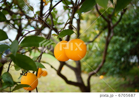 みかん畑 An Orange Grove みかん畑 An Orange Grove 6705687