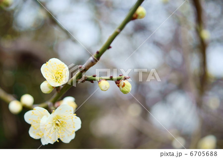 梅　花言葉：澄んだ心　Japanese apricot 6705688