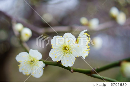 梅 花言葉:澄んだ心 Japanese apricot 梅 花言葉:澄んだ心 Japanese apricot 6705689