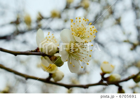 梅　花言葉：澄んだ心　Japanese apricot 6705691