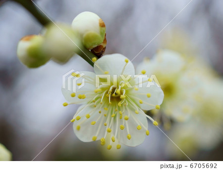 梅 花言葉:澄んだ心 Japanese apricot 梅 花言葉:澄んだ心 Japanese apricot 6705692