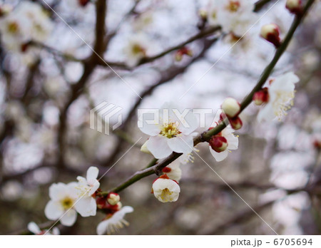 梅　花言葉：澄んだ心　Japanese apricot 6705694