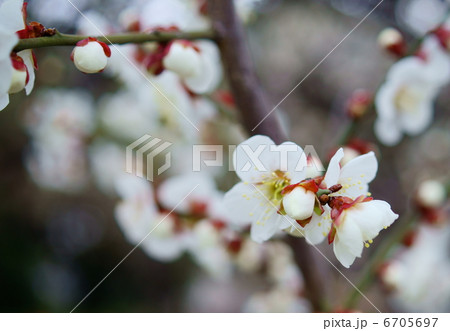 最高のアプリコット 花 言葉 美しい花の画像