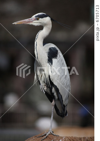 【アオサギ】 【アオサギ】 6705713