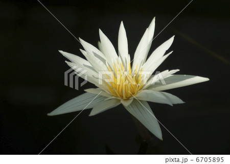熱帯性スイレン 6705895