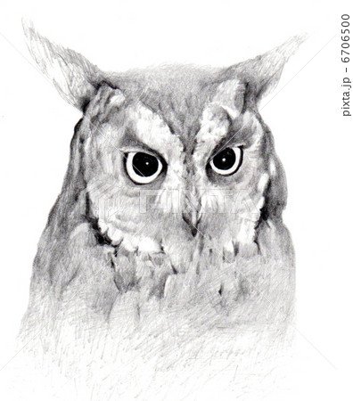 HORNED OWL 6706500
