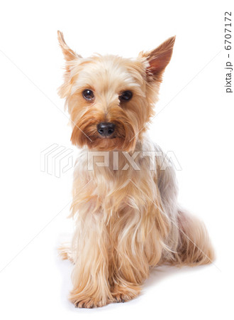 yorkshire terrier 6707172
