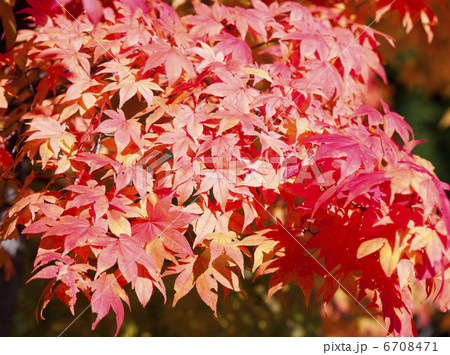 紅葉 6708471