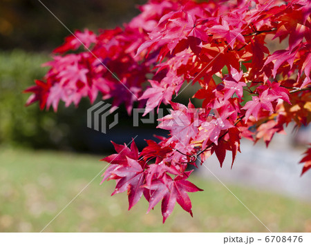 紅葉 6708476