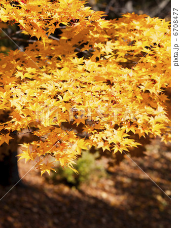 紅葉 6708477