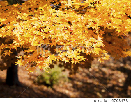 紅葉 6708478