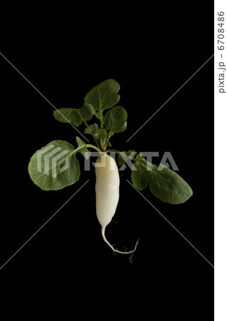 二十日大根 6708486