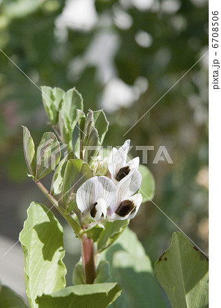 そら豆の花の写真素材