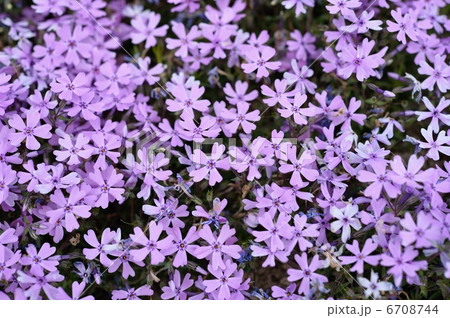 芝桜 芝桜 6708744