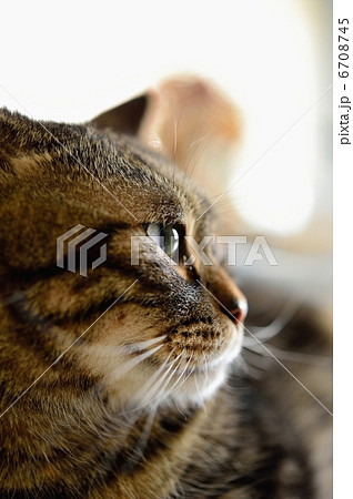 猫 6708745