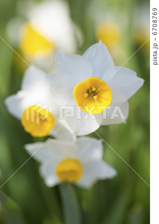 スイセンの花 6708769
