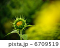 向日葵 6709519