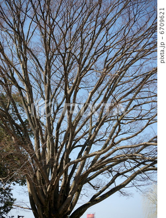 楓の大木 楓の大木 6709621