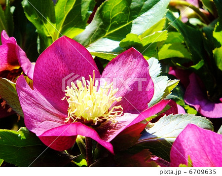 クリスマスローズ クリスマスローズ 6709635