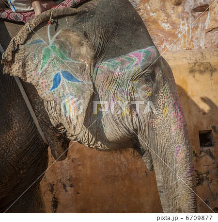 Colourful elephant in Jaipur, Rajasthan, India Colourful elephant in Jaipur, Rajasthan, India 6709877