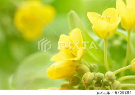 菜の花 菜の花 6709894