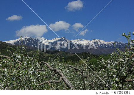 りんごの花とアルプス 6709895