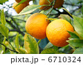Oranges 6710324