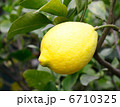 Lemon tree 6710325
