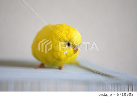 黄色いインコ 黄色いインコ 6710908