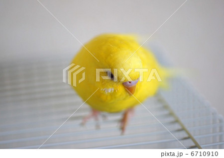 黄色いインコ 6710910