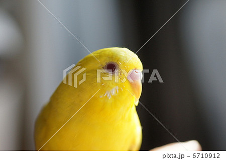 黄色いインコ 黄色いインコ 6710912