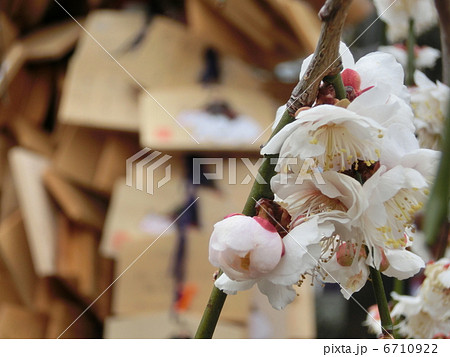 梅と絵馬 6710922