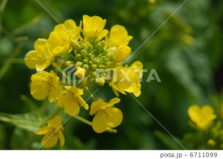 菜の花 6711099