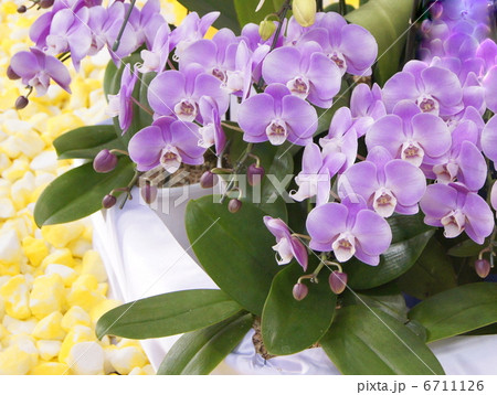 胡蝶蘭（淡紫） 6711126