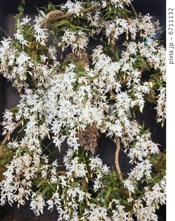 セロジネ 白 着生蘭の写真素材