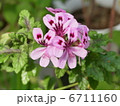 フェアエレンゼラニウム 6711160