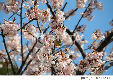 メジロ（抱湖園） 6711241