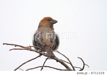 ギンザンマシコの雌 6711329